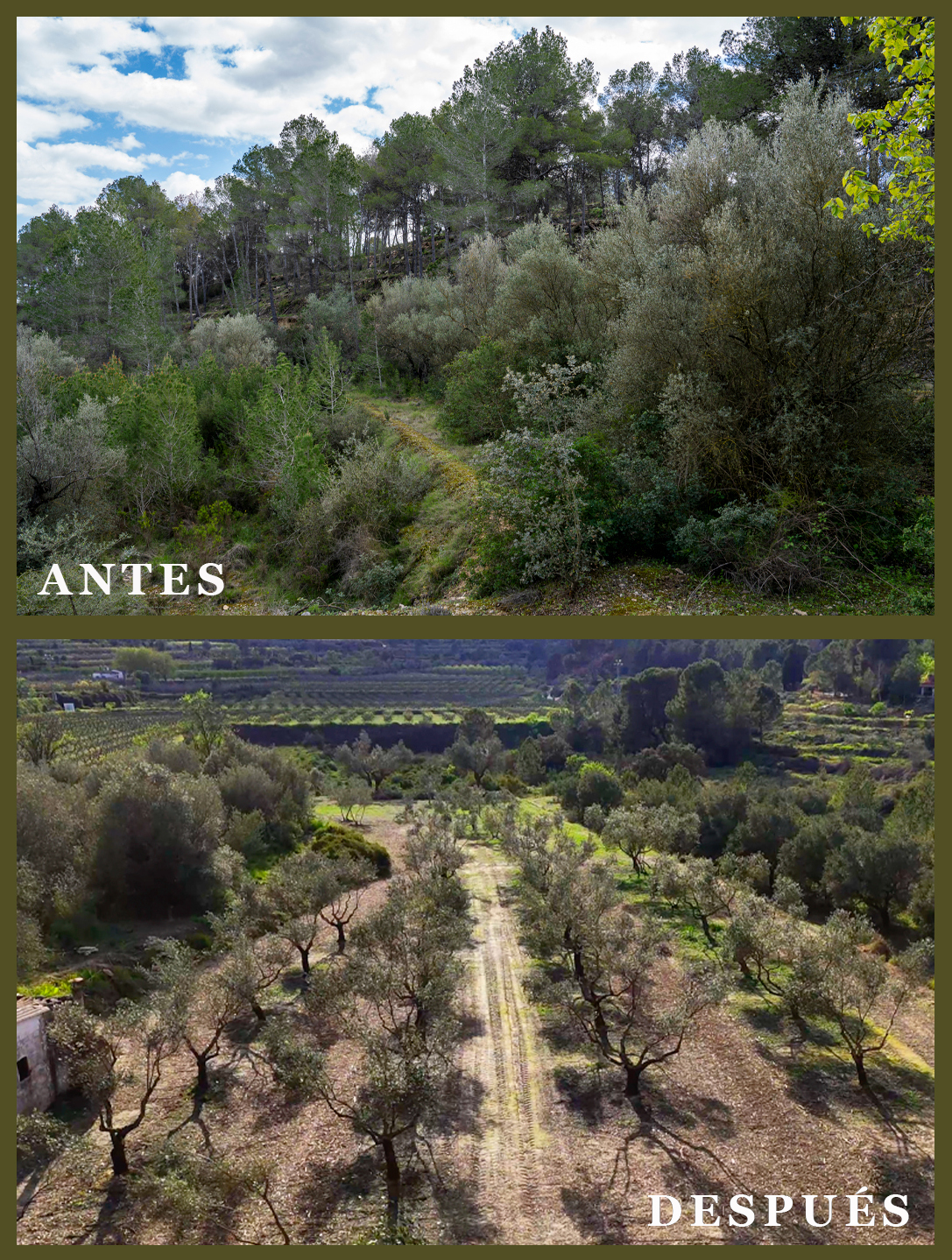 Renovación de olivar: antes y después, Finca La Garrofera