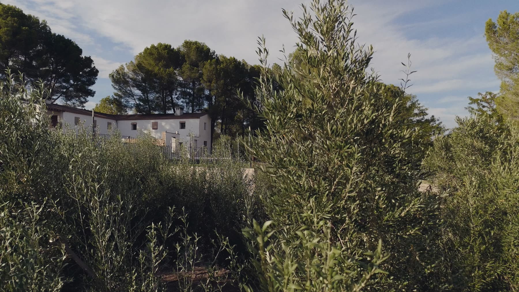 Casa y olivar de Finca La Garrofera, en La Vall d'Albaida